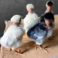 Anak Ayam Saigon Usia 1 Minggu/Harga Per Ekor/Kuat Dan Tangguh Untuk B