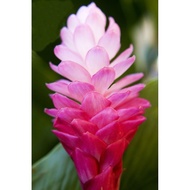 Alpina Purpurata Pink Ginger Lily