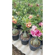 POKOK BUNGA BONGSAI ADENIUM