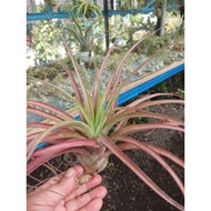 Airplant-T.Love knot