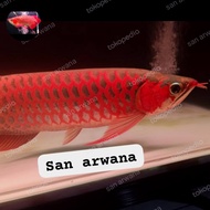 Sr sepauk ikan arwana super red SR chili