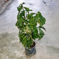 LOVE GARDEN - Pokok Puding Jari Emas | Croton Codiaeum Gold Dust