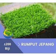 Biji Benih Rumput Jepang Siap Tanam Biji Rumput Jepang Repack