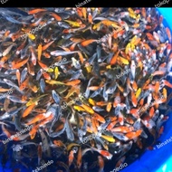 Paket Promo Ikan Koi Mix Import 7-10cm Isi 100Ekor Ikan Koi