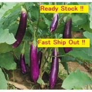 🔥🔥💥💥Benih Terung purple : Eggplant Panah Merah, LECKAT Terung purple BRIDGE 323 & Little Nyonya 313 