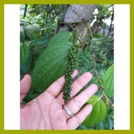 ➾ ◆ ❃ Paminta Indian Variety/Black Peppercorn Seedlings well established