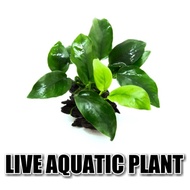 LIVE AQUATIC PLANT. Anubias Nana. Suitable For Freshwater Aquarium.