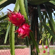 4 KERATAN SEGAR ANAK POKOK BUAH NAGA MERAH ISI UNGU MANIS / RED DRAGON FRUIT PLANT TREE