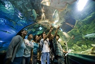 Aquarium of Guam Ticket