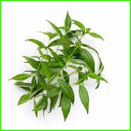 ❁ ✌ ❐ serpentina seeds for planting ( 25seeds)
