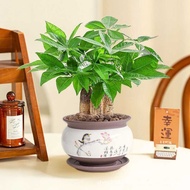No Sunshine Green Plants Suitable for Bedroom Hair Trees Fortune Trees Fortune Plants Small Potted P