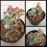 Tanaman Kaktus Euphorbia Lactea Variegata Cristata