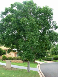 ต้นพันธุ์  มะฮอกกานี   สำหรับปลูก ในถุงดำ 39 บาท ต้นไม้สู้พายุไต้ฝุ่น ให้เนื้อไม้ที่ดีที่สุดในโลก