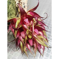 Orchid Bulbophyllum decurviscapum