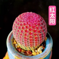 Red Sun Succulent Plant Blooming Cactus Four Seasons Real Purple Sun Indoor Balcony Desktop Potted P