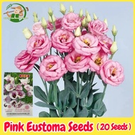 100% Original Pink Eustoma Flower Seeds for Planting & Gardening (20 Seed) 洋桔梗种子 Balcony Potted Flow