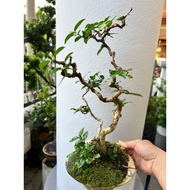 ［YBB] *Ready Stock* Bonsai - Wrightia Religiosa 造型水梅 [M]