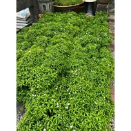 Pokok Bunga Jasmin Wangi