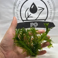 AQUARIUM PLANT Egeria