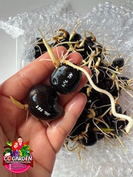 เมล็ดพันธุ์ปาล์มสายพันธุ์ยังกัมบิ ML161 (100เมล็ด)