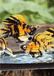 Tiger Molly / Tri colour Molly Fish / Ikan molly / Live fish / Aquascape / Molly Balloon / Aquarium