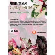 Media Tanam Caladium