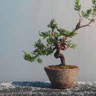 系魚川真柏小品盆栽 枝幹彎曲幅度大變化多 細魚川