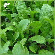 ۩ ✙ ◪ 500 SEEDS ARUGULA (MICROGREENS) - SUPER SULIT VEGETABLE SEED PACK [Halamanan PH]