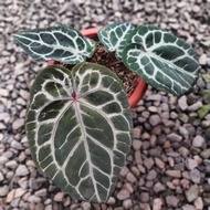 anthurium red crystallinum X magnificum