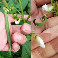 Mixed 10-12 pcs Seed Biji Benih 种子/ Pea/Edible Pod Peas Kacang Salji/Phaseolus Vulgaris Common Bean 