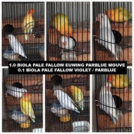 SEPASANG BURUNG LOVEBIRD JENIS OPALINE PALE FALLOW MATA MERAH 1.0 BIOLA PF EUWING PARBLUE MOUVE X 0.