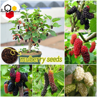 Fresh Mulberry Seeds for Planting (100 Seeds/pack) Rare Mulberry Bonsai Tree Seeds Dwarf Fruit Trees