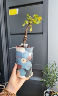 奧比克紅皮 橄欖 沒藥 根塊綠植