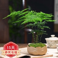 Beauty Asparagus Fern Potted Plant Indoor Office Green Plant Flower Bonsai Four Seasons Evergreen Potted Plant  Asparagu