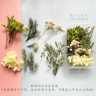 Plant Material Pack DIY Photo Frame Stickers Group Fan Gypsophila Group Building Plant Material Pack