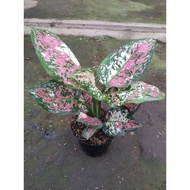 Sindo - Aglaonema Tricolor Live Plant Y1MD77VUE2