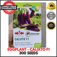 EAST-WEST SEEDS - EGGPLANT SEEDS - CALIXTO F1 HYBRID - 300 SEEDS