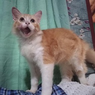 kucing persia mixdom lincah dan menggemaskan