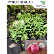 Anak Pokok Beruas / Manggis hutan | Seashore Mangosteen | Garcinia Hambroniana (Buah-buahan Nadir Te