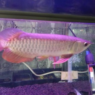 arwana golden red 30cm