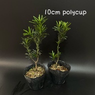 Nantong podocarpus 南通雀舌罗汉松(bonsai plant/live plant/outdoor plant）