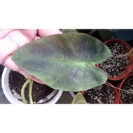 Colocasia Aloha/Keladi aloha