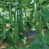 Benih Timun Belanda / Dutch Cucumber Seeds- Ready Stock