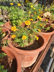 edible flower pot 食用花花苗-芳香萬壽菊