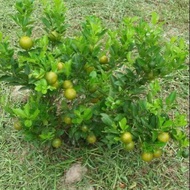 Pokok limau kasturi hybrid/ Musk lime tree