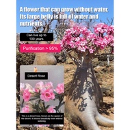 【Drought Tolerant, Easy Care】 Desert Rose Seed Ball Plant Desert Rose/Plant/