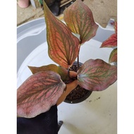 induk caladium keladi red stone