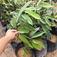 Durian Musang King / Musang King Durian (Durio zibethinus var. ‘Musang King’) - Pokok Hidup/Live Plant