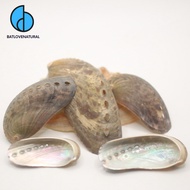 Haliotis Asinina Shell (Ear Abalone) - BATLOVENATURAL - Decorative Abalone Shell in many sizes - Bea