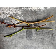 Panas🔥Scion anggur Benny Pizzutello/Jupiter/dixon (satu batang. 3bud,)